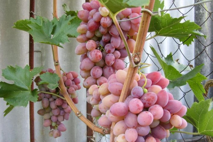 Виноград Восторг – особенности сорта и выращивания