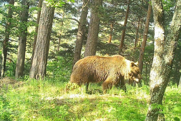 Медведя соломенного цвета обнаружили на Байкале