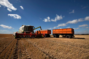 Зернопереработчики Сибири получат скидку в 70% на перевозку зерна