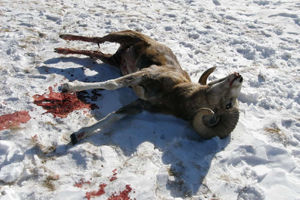 Следствие по делу о незаконной охоте на Алтае продлено до 5 января