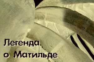 Тайга.инфо сняла документальный фильм о новосибирском мамонте