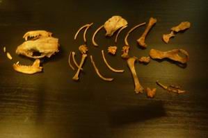 Иркутские спелеологи принесли в музей череп лисицы 3000-летней давности