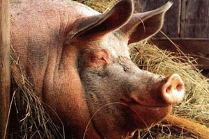 Земельные латифундии по-сибирски: как свиньи «свинью» подложили