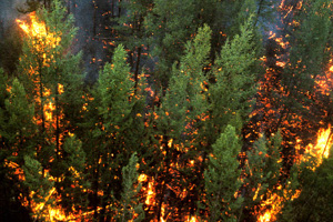 Губернаторы в Сибири лично ответят за природные пожары в регионе