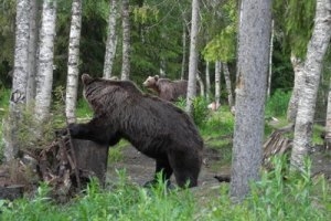 Красноярский заповедник «Столбы» закрылся из-за нашествия медведей