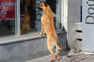 Новосибирские депутаты предлагают ввести налог на содержание собак