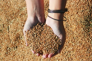 НСЗ предложил участникам рынка АПК создавать сбытовые кооперативы для экспорта зерна