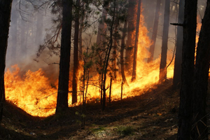 Режим ЧС введен на территории Забайкалья в связи со сложной лесопожарной обстановкой