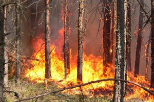 Площадь лесных пожаров в регионах Сибири за сутки увеличилась на 258 га