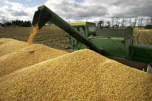 Сибирь сможет ежегодно экспортировать в страны АТР до 13 млн тонн зерна — НСЗ