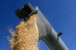 Профицит зерна в Красноярском крае создает давление на рынок — краевой комитет НСЗ