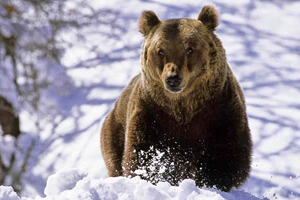 Кузбасский охотник застрелил егеря, приняв его за медведя — СК РФ