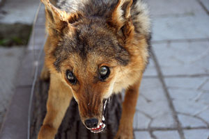 Бешеные собака, корова и лиса обнаружены в Новосибирской области