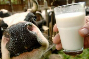Группа компаний САХО в 2011 году увеличила объемы производства молока