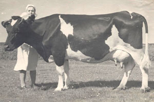 Одна корова в Горном Алтае производит более 3 тонн молока — данные Алтайстата