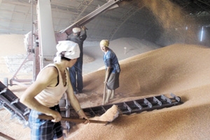 Предприятие по переработке зерна стоимостью 5 млрд рублей планируется открыть в Новосибирской области