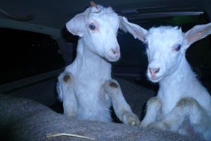 Новосибирец и одиннадцать козлят в минивэне задержаны по дороге в ЗАТО Зеленогорск