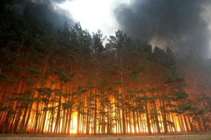 Почти 3 000 га лесов горят в Сибирском федеральном округе