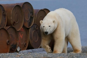 Выставка фотографий дикой природы «Золотая Черепаха-2012» откроется в Новосибирске