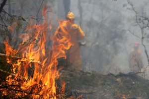 «Ростелеком» сформировал в Сибири 244 бригады по борьбе с лесными пожарами