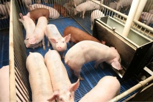 ФАС разрешила Сибирской аграрной группе купить Пермский свинокомплекс