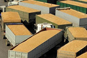 Национальный союз зернопроизводителей выступил за маршрутные перевозки зерна