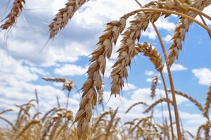Цены на пшеницу в Сибири растут благодаря снижению запасов зерна