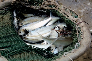 Популяцию рыб, занесенных в Красную книгу Новосибирской области, восстанавливают в Оби (фото)