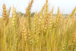 Сельхозпроизводители Сибири заинтересованы в экспорте зерна в страны Азии — НСЗ