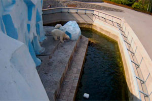 Более современная веб-камера появилась в вольере белых медведей Новосибирского зоопарка