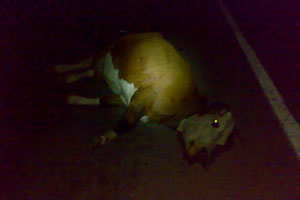 Иномарка сбила корову на трассе под Ангарском, одна из пассажирок пострадала, корова погибла
