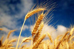Уборочная кампания не привела к снижению стоимости зерна, в Сибири цены растут — НСЗ