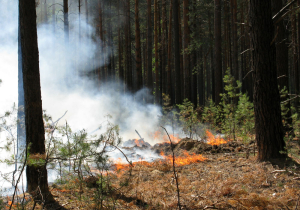 Новосибирские власти начали устанавливать в лесах камеры для мониторинга пожаров