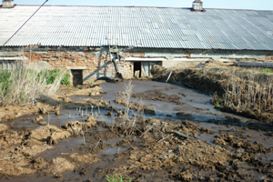 Жители села в Новосибирской области потребовали от властей оградить их от санитарных проблем местного фермера