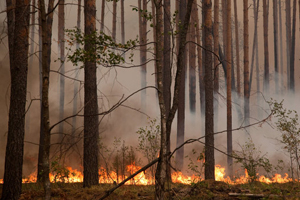 Из-за лесных пожаров в Томской области приостановлены лесохозяйственные работы