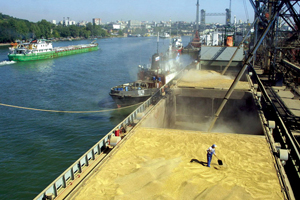 Ограничение экспорта зерна снизит стимулы для наращивания объемов его производства — НСЗ
