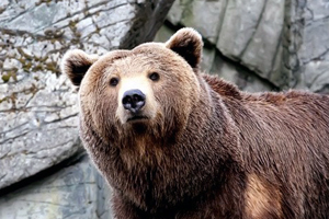 Полицейские Эвенкии застрелили медведя, полюбившего ужинать в поселке геологов