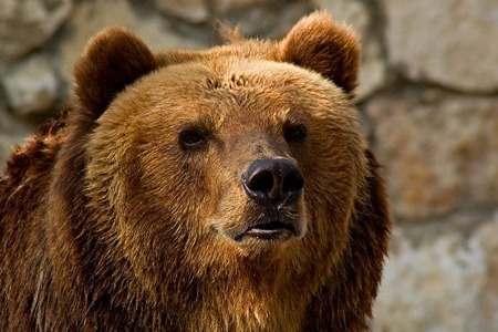 Медведи убили двух мужчин, собиравших дикоросы в красноярской тайге
