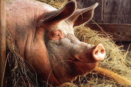 Более 20 человек заболели трихинеллезом после употребления свинины с рынка в Норильске, одна женщина скончалась 