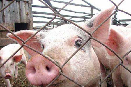 Россельхознадзор начал проверку свиноводческих хозяйств Норильска после вспышки трахинеллеза