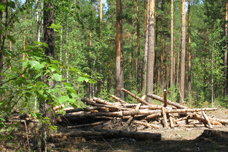 Ущерб от «черных лесорубов» в Новосибирской области в 2012 году превысил 40 млн рублей 