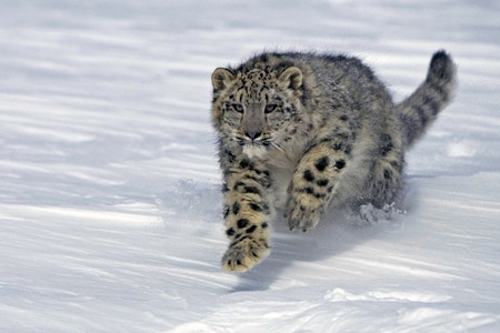 Всемирный фонд дикой природы оценит численность снежного барса в Бурятии