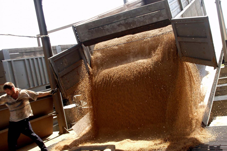 Цена пшеницы третьего класса на интервенциях в Алтайском крае достигла 10,1 тыс. рублей за тонну
