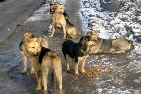 Суд обязал красноярскую мэрию выплатить 60 тыс. рублей покусанному бездомной собакой ребенку 