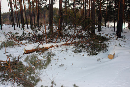 Власти Томской области хотят расторгнуть договоры с 18 арендаторами лесных участков