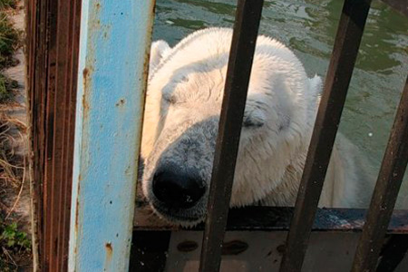 Уд станет главным героем праздника «День Белого медведя» в зоопарке Северска