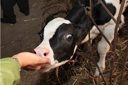 Сотни молочных коров ОАО «Новопетровское» в Новосибирской области могут быть отправлены на бойню по решению суда