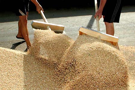 Интервенционные торги и казахский импорт стабилизировали зерновой рынок Сибири 