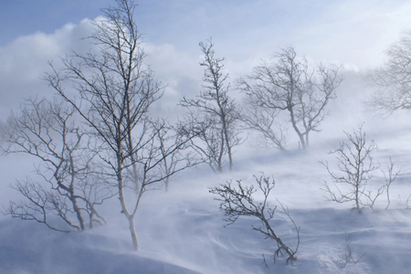Экстренное предупреждение передано в трех регионах Сибири из-за усиления ветра 