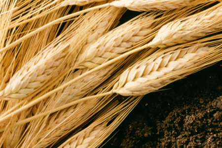 Падение цен на пшеницу в Сибири сдерживают небольшие запасы зерна